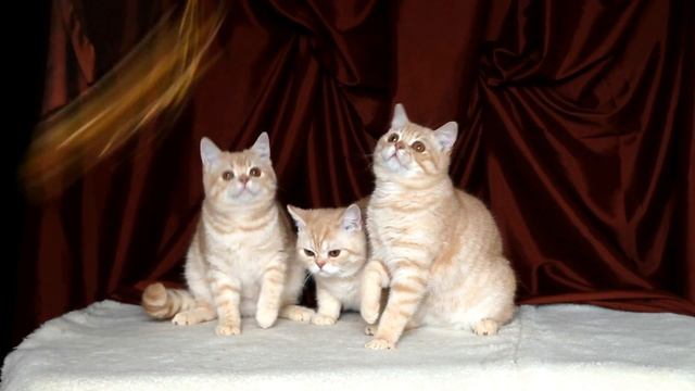 MVI 1096 смотреть онлайн