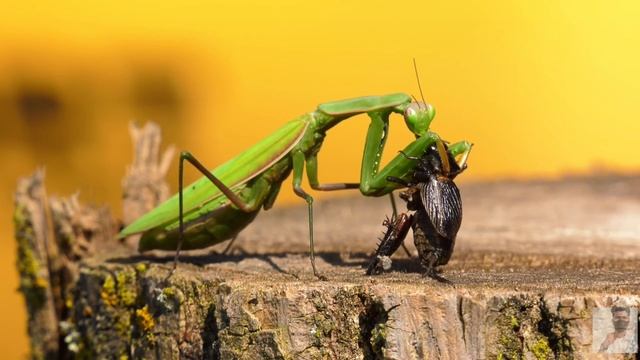 Baby farm animal moments: kangaroo🦘 , zebra🦓, chicken🐔, goat🐐, cat🐈, rabbit🐰, dog🐕 - Animal sounds смотреть онлайн