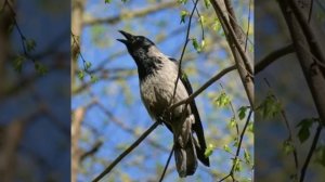 Крики стая ворон