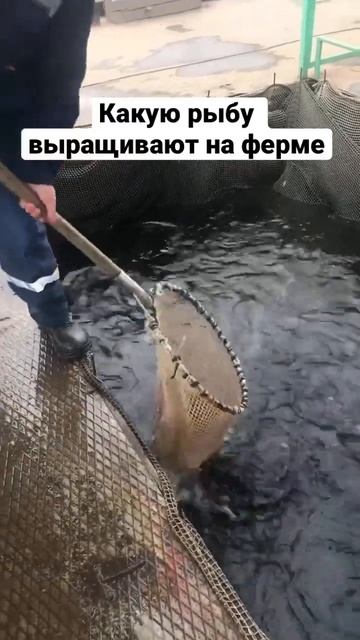 Эту рыбу выращивают на ферме. Что потом с ней делают смотреть онлайн