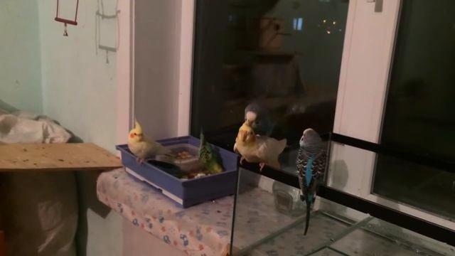 Волнистый попугай пытается топтать(спариться) кореллу