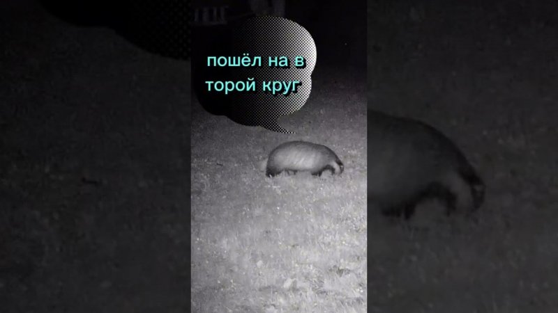 Пошёл на второй круг #wildlife #nature #дикаяприрода #trailcamera #animals #trailcamming #trailcam