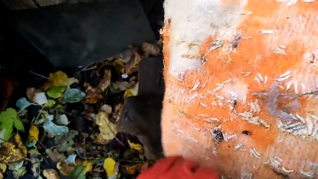 ⚡⚡⚡НОЯБРЬ, Завелась моль! Исправления проблемы.✨ смотреть онлайн