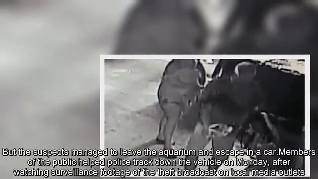 Miss Helen, shark stolen in a pram, recovering in US aquarium смотреть онлайн