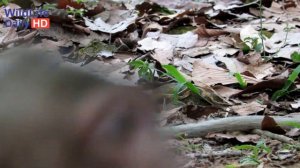 Sweetpea Busy Monkey Vs Sasha Mother Of Jessie Baby Monkey