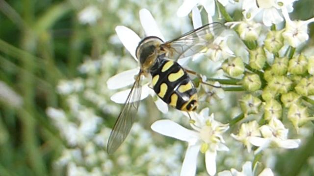 Hoverfly - Eupeodes corolla - Sveifflugur - Skordýr - Pöddur смотреть онлайн