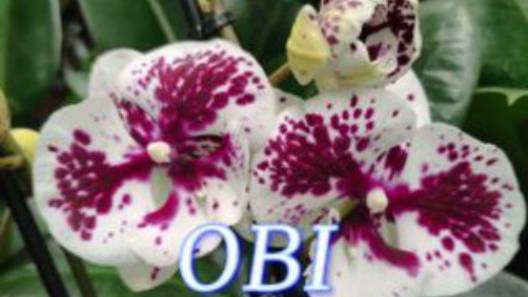 №1017/ СВЕЖАЯ поставка ОРХИДЕЙ в OBI