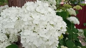 Боже, я Тебе молю...