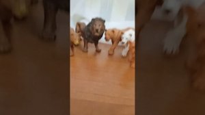 обзор на мой прайд львов