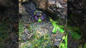 Краб вампир