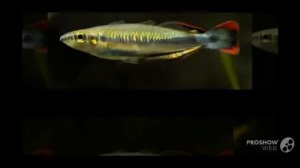 Bedotia madagascariensis aquarium fish