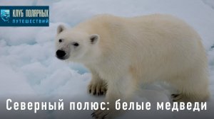 Северный полюс: белые медведи с Клубом полярных путешествий