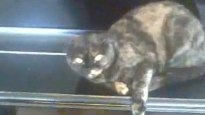 Мучение кошки