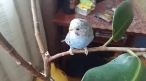 МОЙ МИЛЫЙ ПОПУГАЙЧИК ЖУЖА