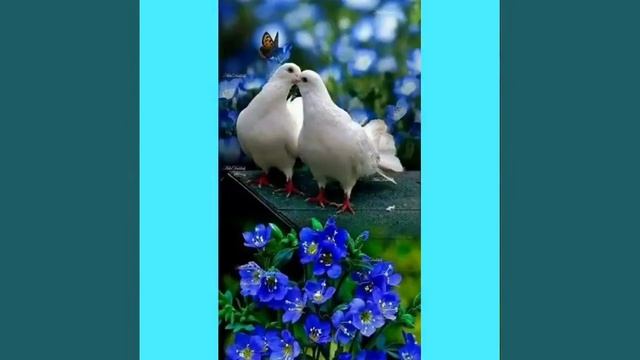 голуби 🐦, голуби 🐦, голуби**Виктор Петлюра и Анна Воробей ** смотреть онлайн