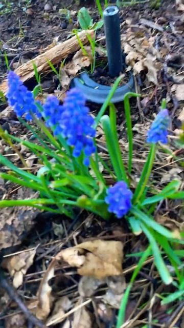 I love these grape Hyacinths!! 🪻￼￼ ￼￼￼ смотреть онлайн