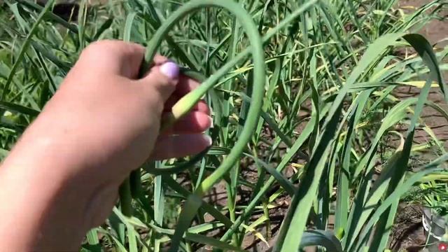 Сделайте ЭТО, чтобы ОЗИМЫЙ ЧЕСНОК вырос КРУПНЫМ. Как и когда обрывать СТРЕЛКИ у чеснока? смотреть онлайн