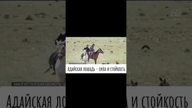 Адайская порода смотреть онлайн