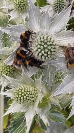 honey bee eating flower 🐝🐝 #shorts#flower