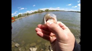 20 minute angler quik tips