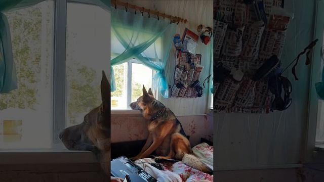 собаки смотреть онлайн