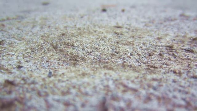 Ants Marching To And Fro смотреть онлайн