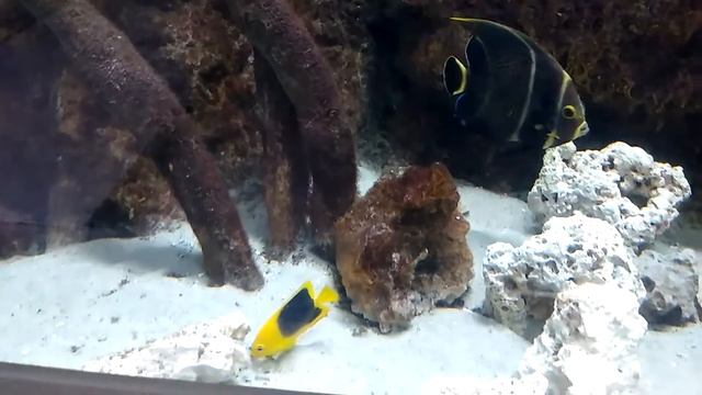 Rock Beauty Angelfish смотреть онлайн