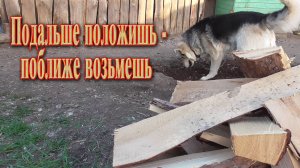 Секретный трюк умной собаки // Как не остаться голодной