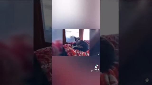 кошка и ящерица смотреть онлайн