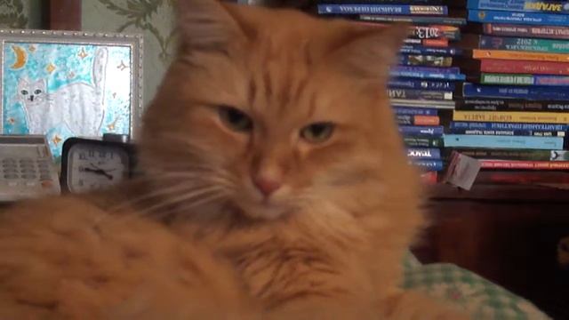 КЕША M4H00275 смотреть онлайн