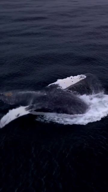 Ovozi juda yoqimliaaaaa layk bosamiz 😊✊ смотреть онлайн