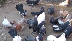 Голуби измаильские турманы 22.12.2021