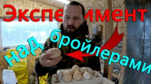 А разница то есть! Результаты эксперимента над бройлерами! Дрова и полки