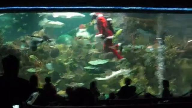 шоу акул смотреть онлайн