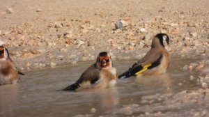 Eurasian Goldfinch,Cardellino (Carduelis carduelis)Italian Sparrow,Passera d'Italia (Passer italiae