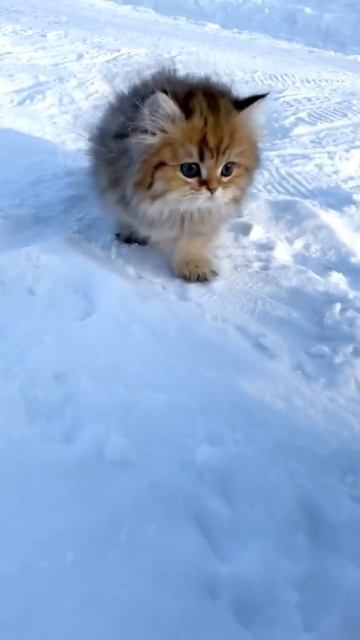 Котёнок. смотреть онлайн