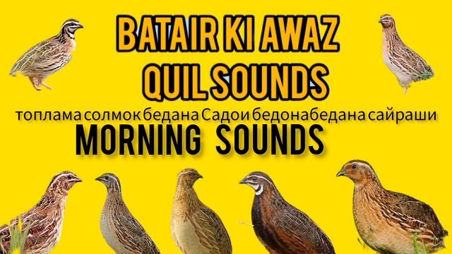 топлама солмок бедана бедана сайрашиСадои бедона Quail mating       بٹیروں کی شکار والی آواز
