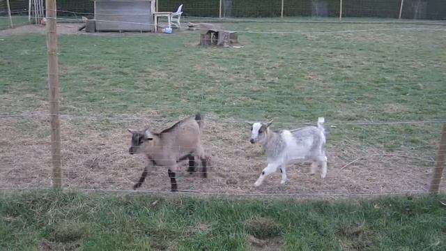 Rivalité entre petites chèvres à Profondeville смотреть онлайн