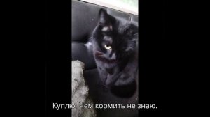 Знаете ли вы, чем следует кормить раков?