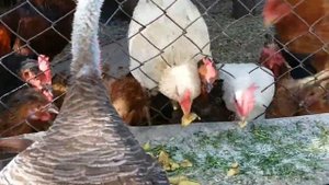 Индюк против Петуха 🐓🥊🥊🦃