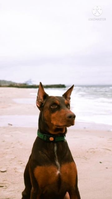 Dobermann dog #shorts #dobermann смотреть онлайн