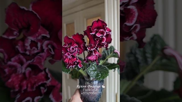 Ещё три минуты на обзор любимейших сортов: DS-Пегас, DS-2088, DS-Бомбоане. Чудесные долгожители
