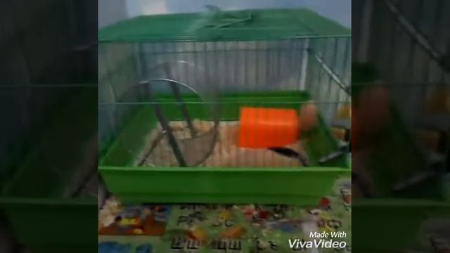 Что должно быть в клетке хомяка