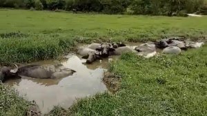 Буйволы в Абхазии. Путешествие 2017 года