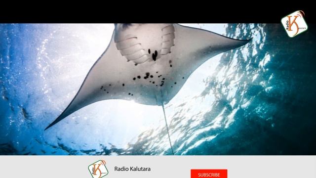ලෝව දුර්ලභ රෝස පැහැ මඩුවා නැවතත් - World's Only PINK Manta Ray Discovered смотреть онлайн