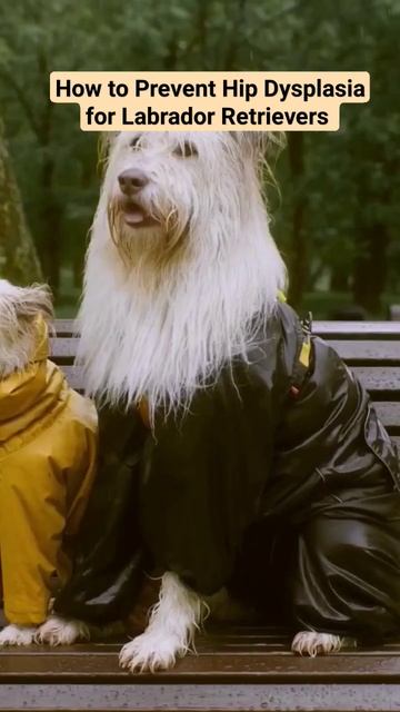 How to Prevent Hip Dysplasia for Labrador Retrievers #dog #petcare #hipdysplasia #veterinary смотреть онлайн
