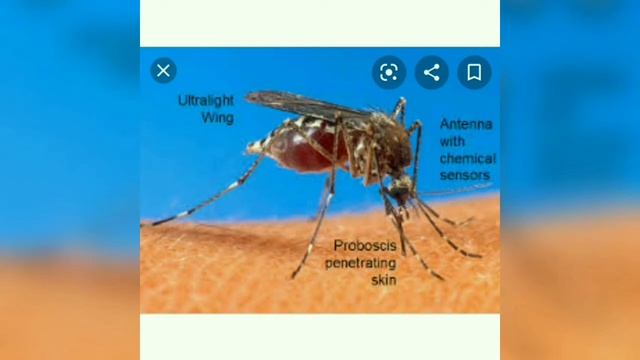 Class-3 Science Lesson-Animals food and more(Remaining Part) смотреть онлайн