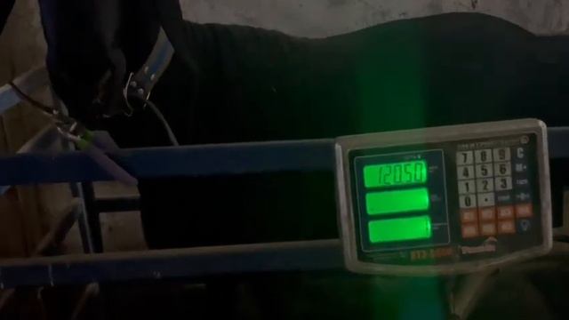 Гиссарский баран Грубого типа Бизон 1 год и 1 месяц, 120,500 кг.двойняшка. +79054444790 смотреть онлайн