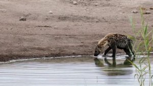 ВАХШИЙ ХАЙВОНЛАР / кайси хайвон кучли. ЗЛЫЕ ХИЩНИКИ / какой из них сильнее