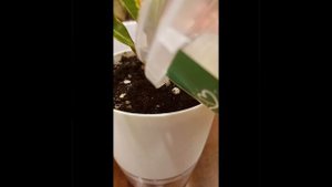 🌱 Пересадка кротона после покупки на фитильный полив 🍃
